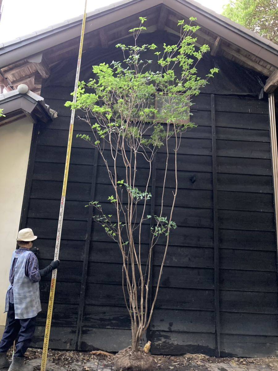 山取 ミツバツツジ 特大 - 植木、庭木