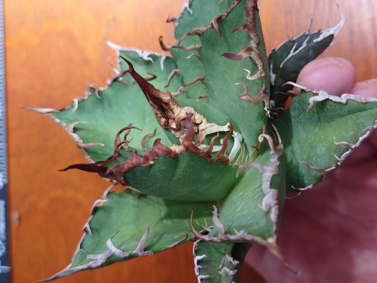 中株【アガベチタノタ シーザー 】 3 凱撒 Caesar agave titanota