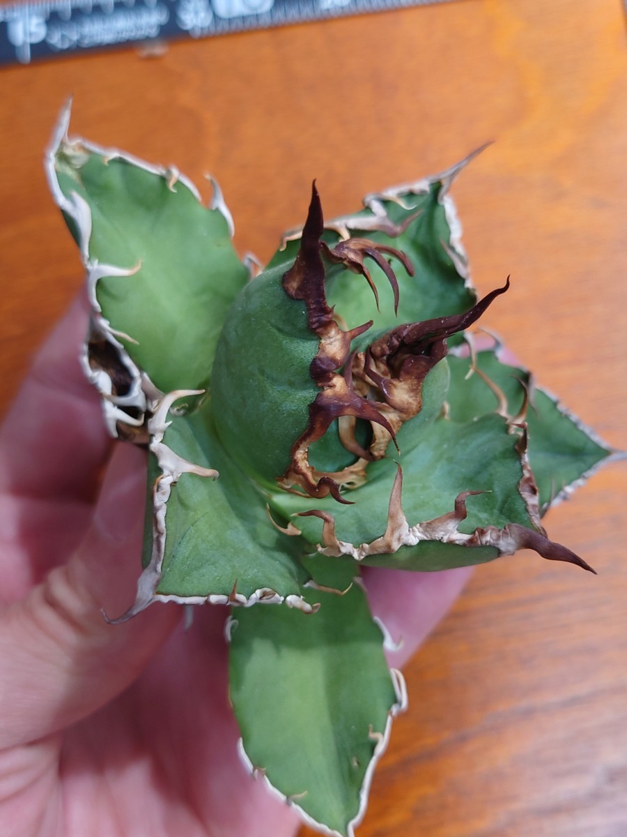 中株【アガベチタノタ シーザー 】 4 凱撒 Caesar agave titanota
