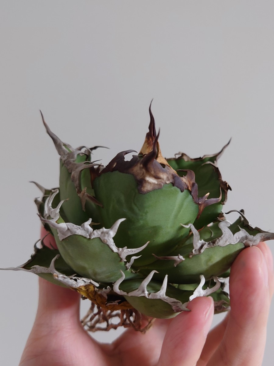 アガベ チタノタ シーザー 凱撒 ① 植物 | endageism.com