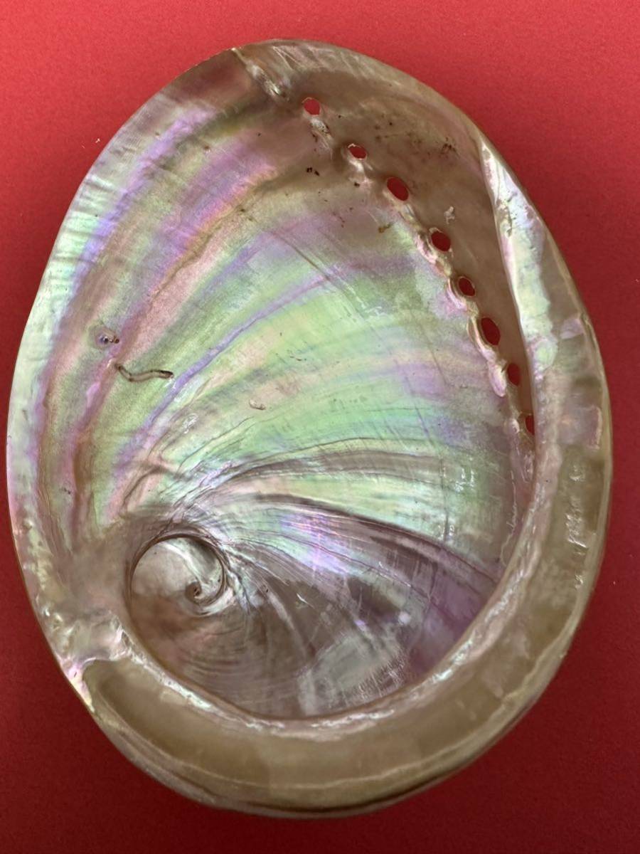 アワビ貝殻　お皿　インテリア　ルアー　螺鈿　アバロンシェル　パウアシェル 貝殻 2_画像2
