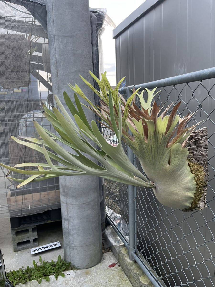 P.Akki Veitchii選抜 親木 SW株 ビカクシダコウモリラン着生植物 P.Akki Veitchii選抜 親木 SW株 ビカクシダコウモリラン着生植物