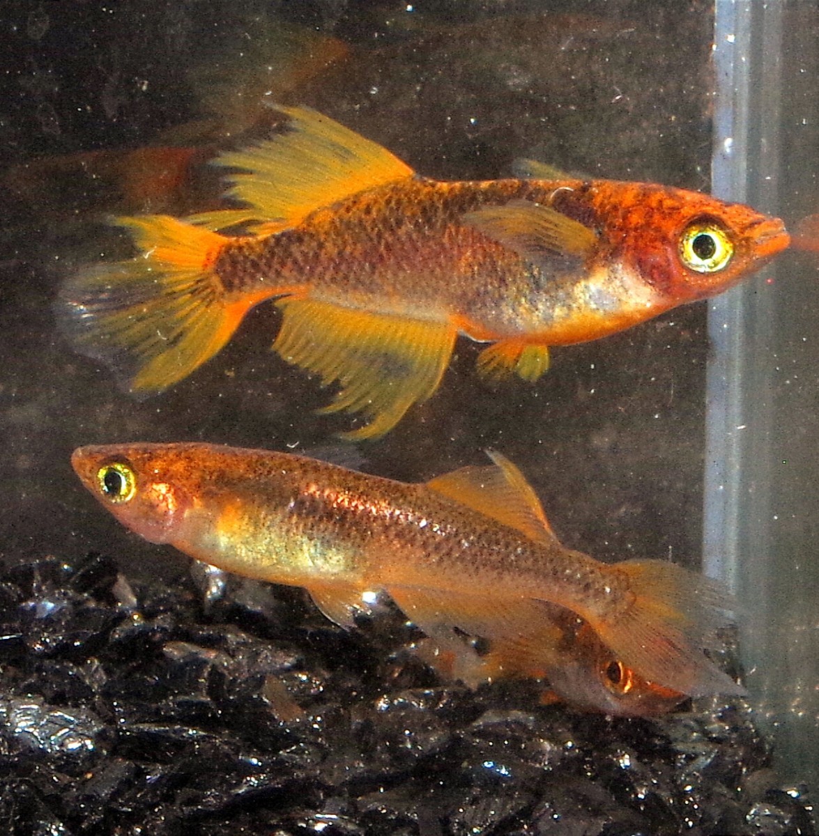現物出品)【森メダカ】竜章鳳姿 1ペア+♂1 匹 産卵個体 成魚