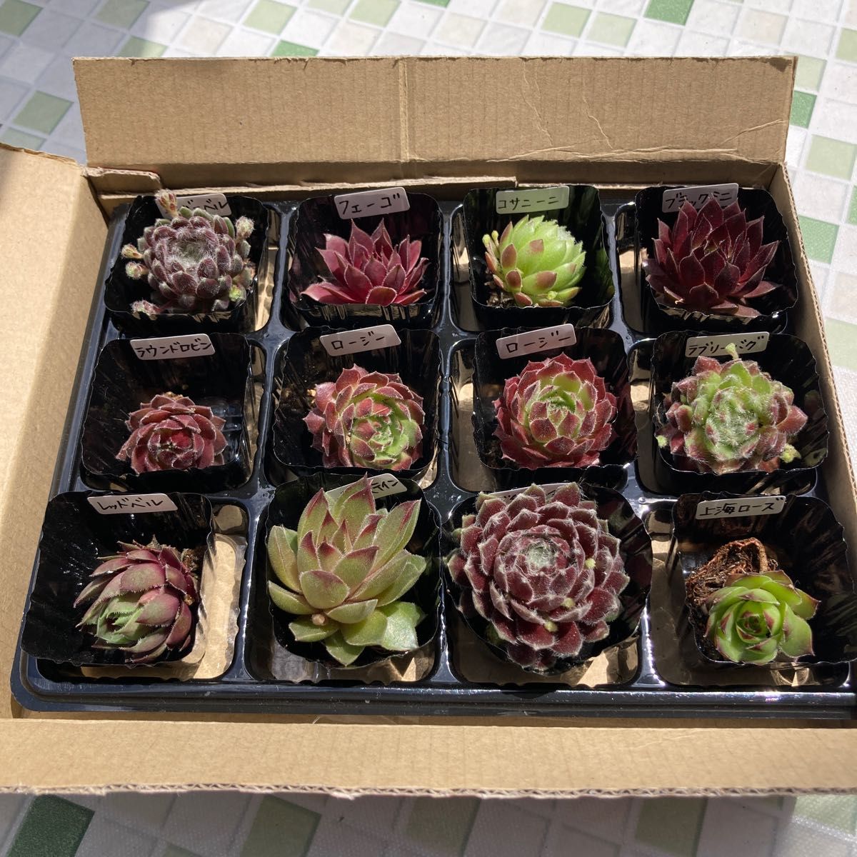 多肉植物 センペルビウム 名前付き 一部子株でてます 5月15日 多肉植物 センペルビウム 名前付き 一部子株でてます 5月15日