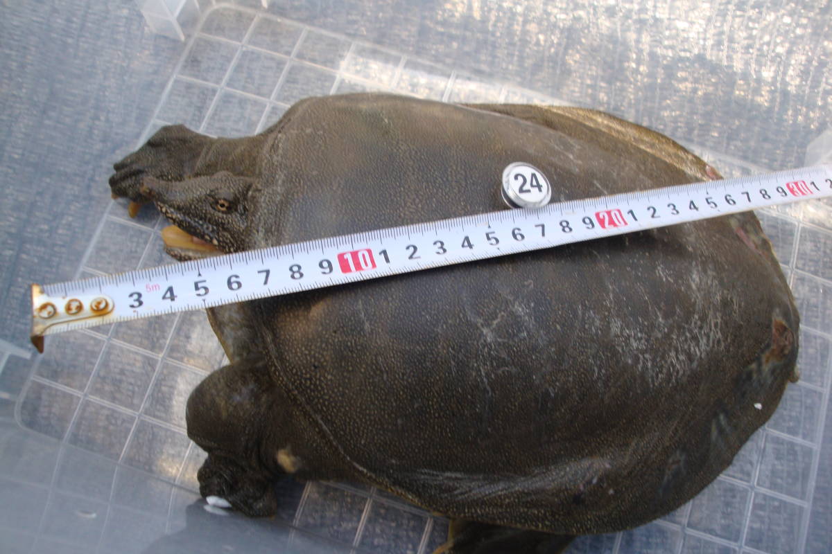 メール便なら送料無料】 天然スッポン 1.75 kg 24 ♂ 内臓付き 天然すっぽん 島根県産 300g(2~3人前)鍋用 カット済み つゆ付き 送料無料 高級 簡単調理 国産 スッポン なべ 丸 コラーゲン 美容健康 ギフト 食品 すっぽん料理 ギフト プレゼント 長寿祝い 誕生日 快気祝い お取り寄せ 健康 格安 激安 大竹屋