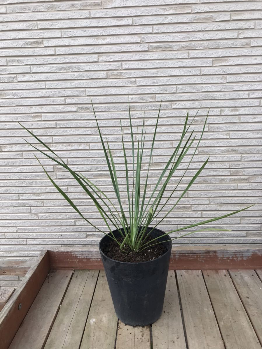 大切な ユッカ ロストラータ 5番 植物/観葉植物 - education.semel