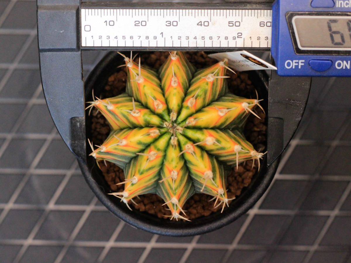 209. ギムノカリキウム Gymnocalycium friedrichii LB 2178 hyb 209. ギムノカリキウム Gymnocalycium friedrichii LB 2178 hyb