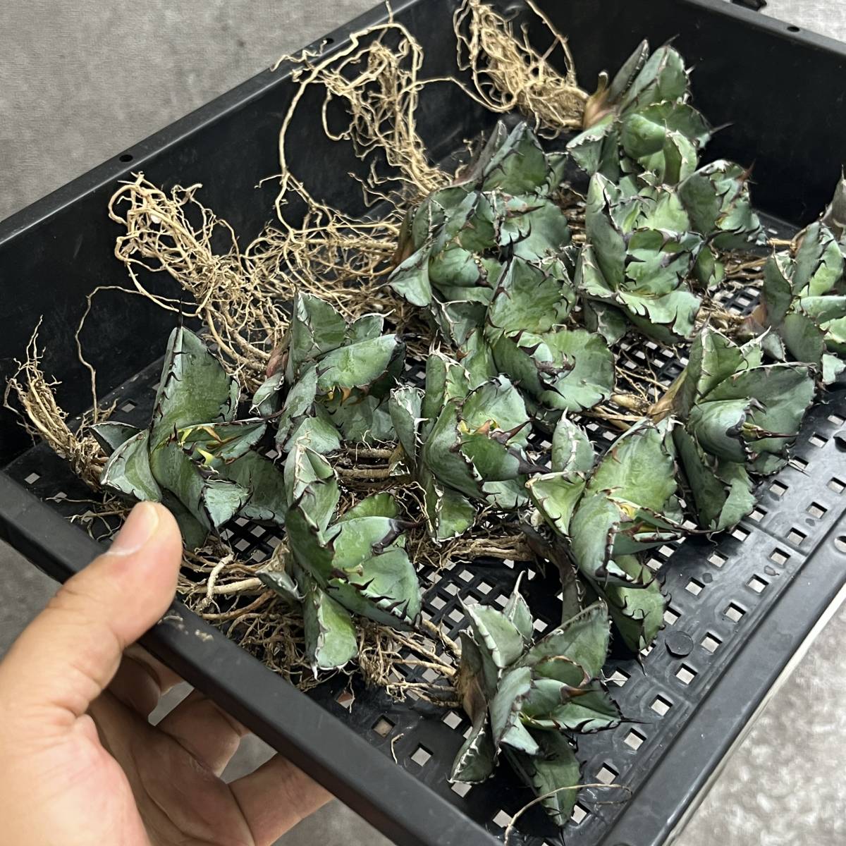 花、園芸 観葉植物 アガベ | tridayaonline.com