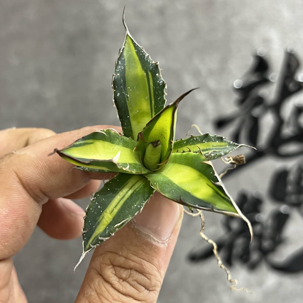 龍園觀】①No.185 特選アガベ多肉植物ホリダ錦激レア! 黄中斑極上株
