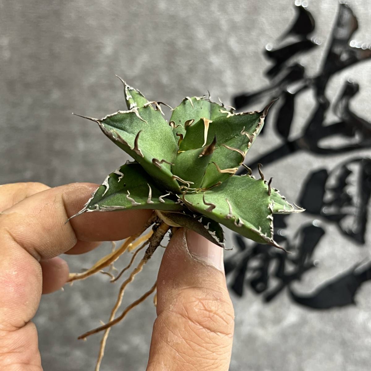 龍園觀】①No.184 特選 アガベ 多肉植物 チタノタ 凱撒'SUPER CAESAR