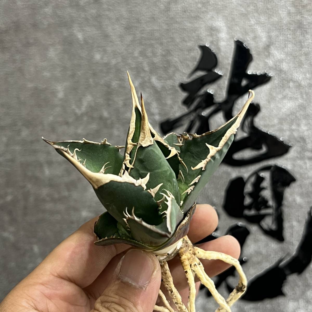 龍園觀】①No.634 特選 アガベ 多肉植物 チタノタ 海王 強棘 極上株 激