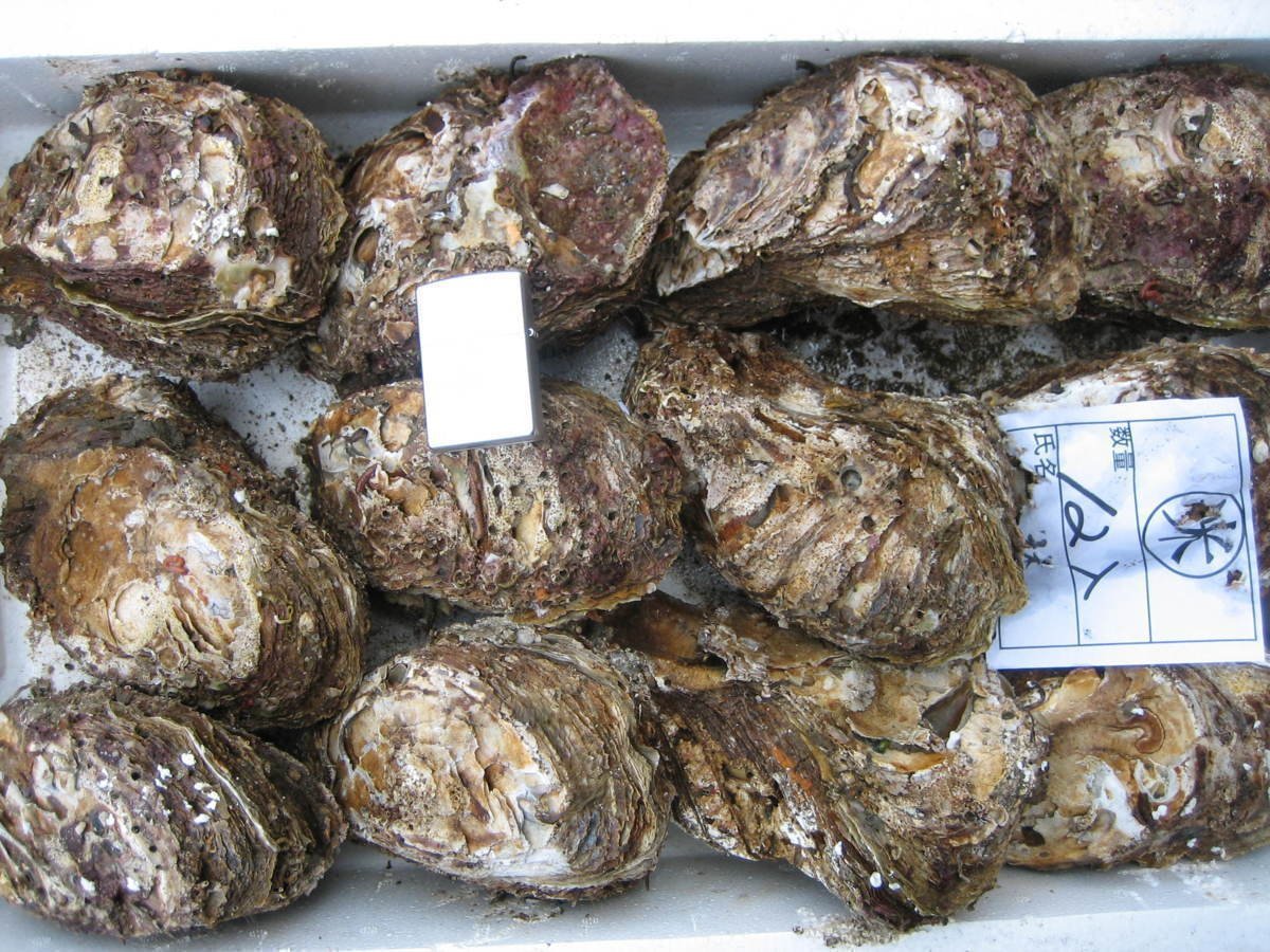 【5箱】生食用「天然、岩牡蠣10粒で3.3kg位」-活きたままお届けします!!_画像5