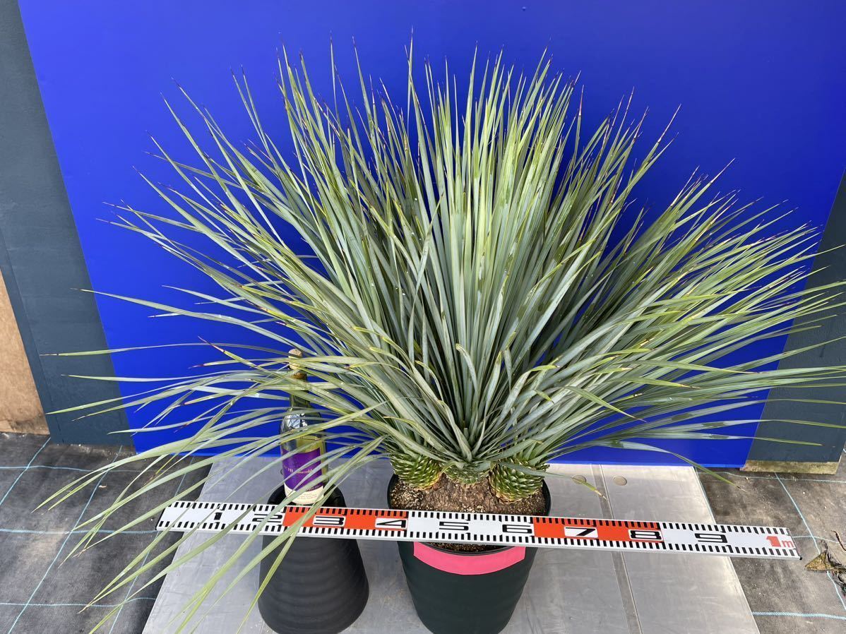 バルブが太いです 厳選の一品 ユッカロストラータ Yucca バルブが太いです 厳選の一品 ユッカロストラータ Yucca