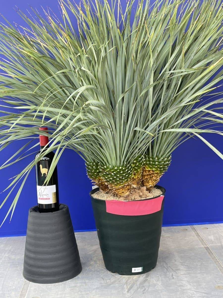 珍品 5分頭 厳選の一品 ユッカロストラータ(赤白テープ)Yucca rostrata国内栽培
