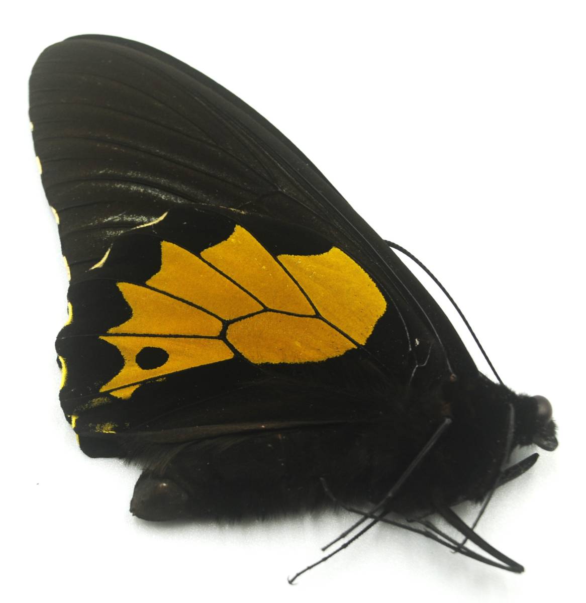 蝶標本 1988年8月スマトラ島で野外採集されたネグロキシタ♂ 太く逞しい標本を出品いたしました。 の画像5