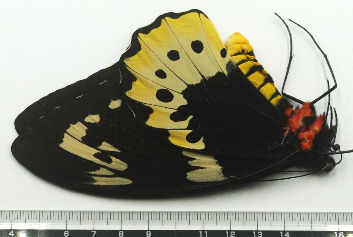 入園入学祝い 蝶標本 1994年8月ヤーペン島で野外採集されたゴライアス