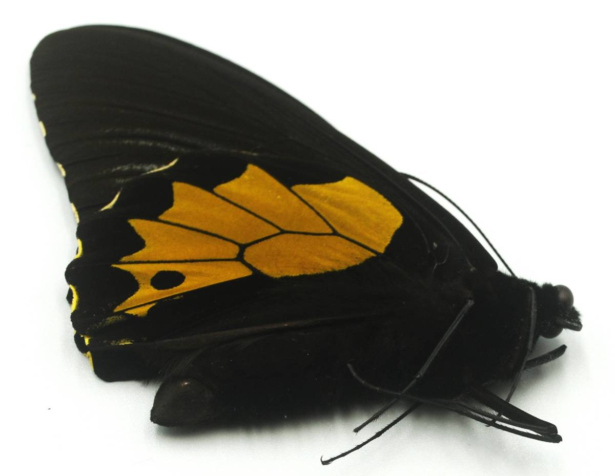 蝶標本 1988年8月スマトラ島で野外採集されたネグロキシタ♂ 太く逞しい標本を出品いたしました。 の画像4