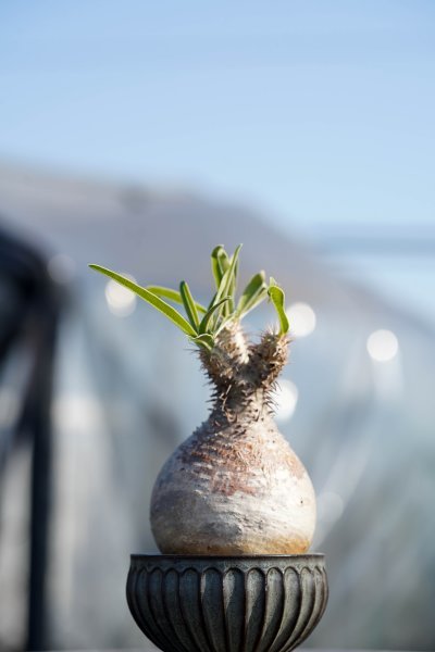 ◎特選コレクション パキポディウム・グラキリス 昨年６月輸入株 発根済み 盆栽 コーデックス 塊根植物の画像7