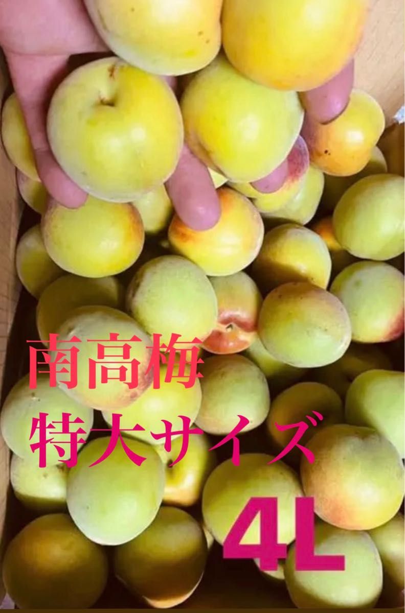 最前線の 南高梅 完熟10キロ AlmaJP様専用 svajcarija.rs