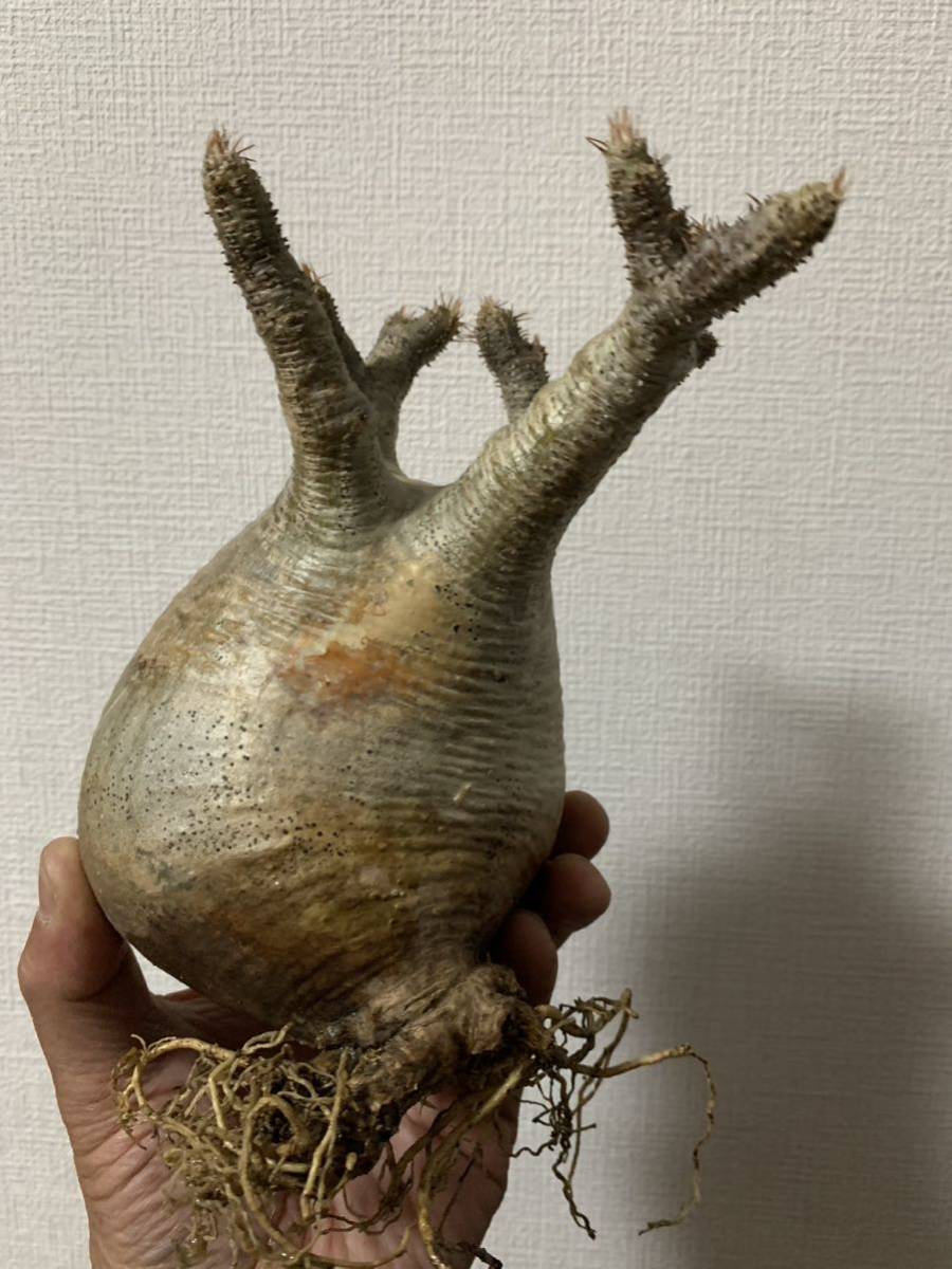 7 塊根植物 パキポディウムグラキリス☆現地発根株 ベアルート