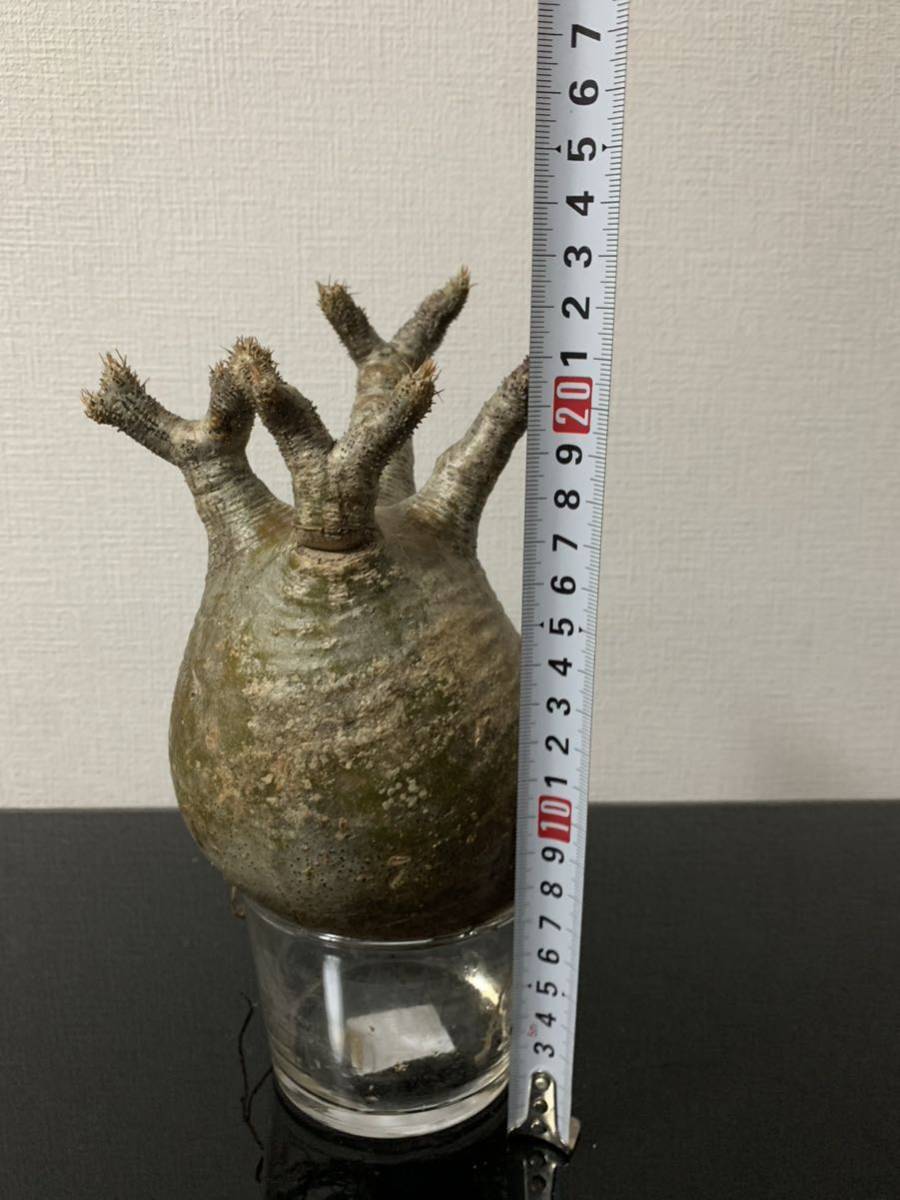 7 塊根植物 パキポディウムグラキリス☆現地発根株 ベアルート 7 塊根植物 パキポディウムグラキリス☆現地発根株 ベアルート