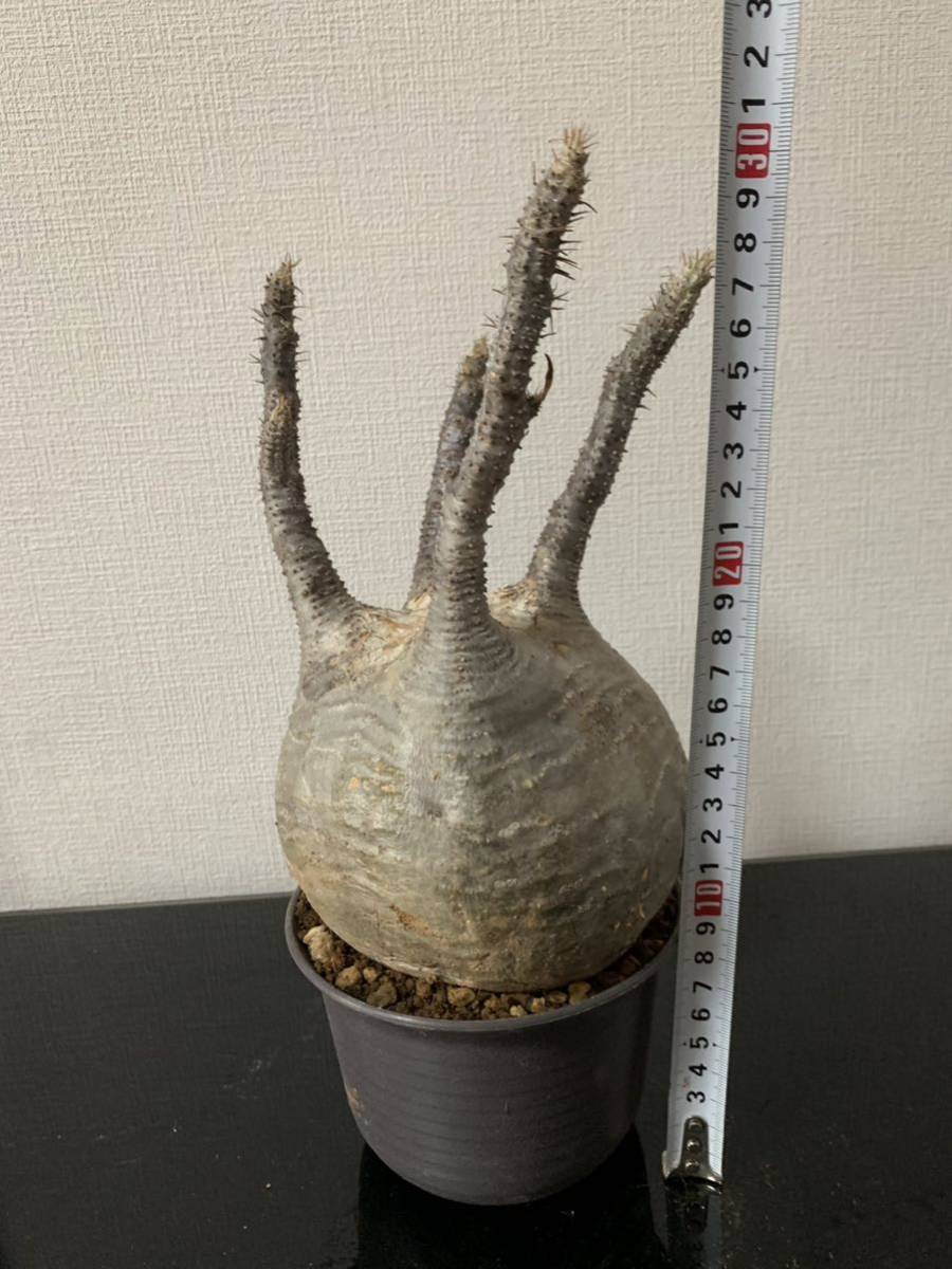 塊根植物-パキポディウム グラキリス コーデックス 現地株 ☆発根済
