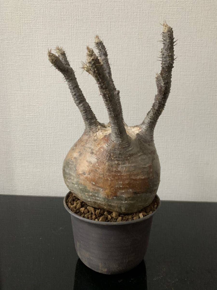 塊根植物-パキポディウム グラキリス コーデックス 現地株 ☆発根済