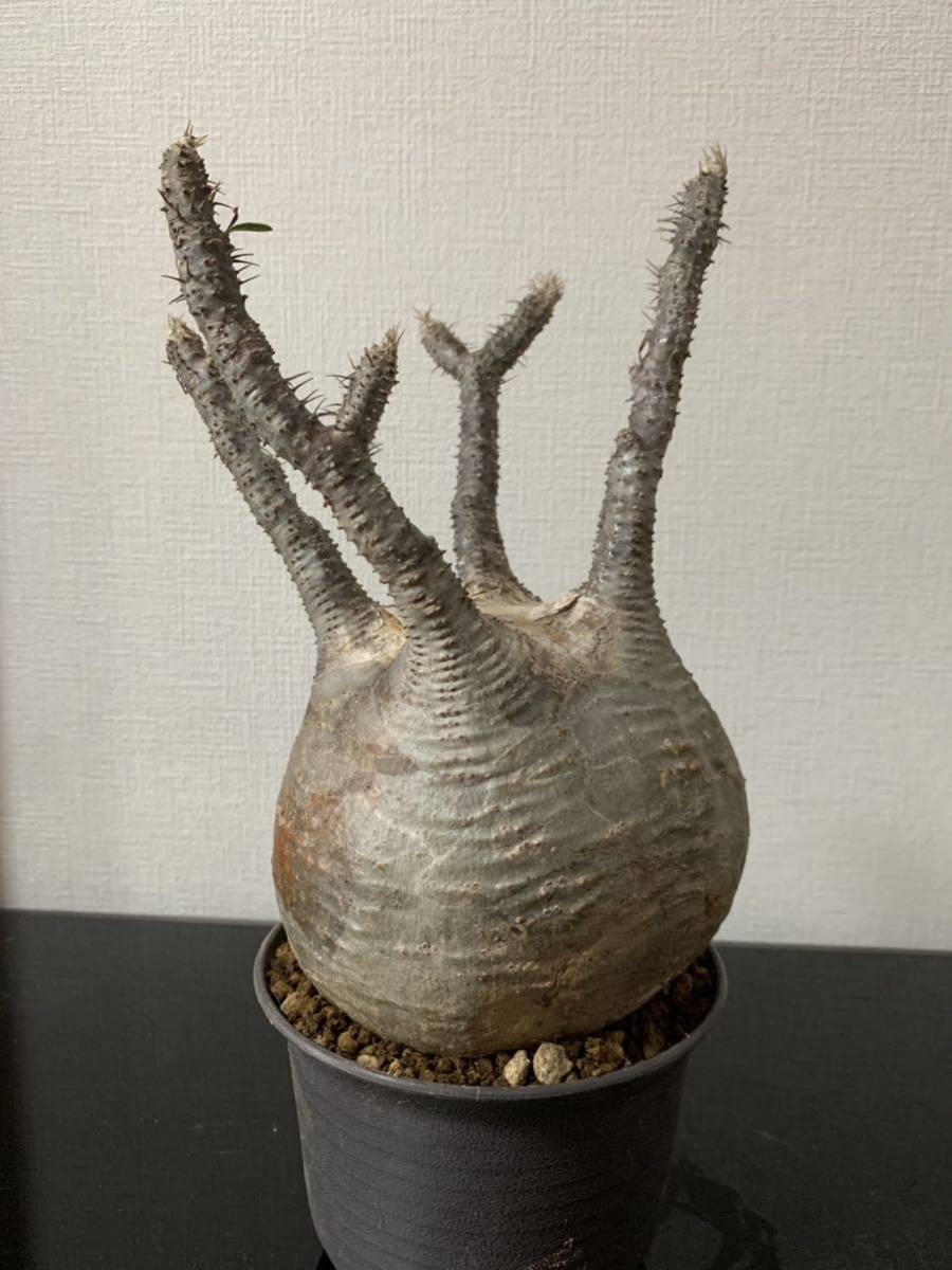 塊根植物-パキポディウム グラキリス コーデックス 現地株 ☆発根済