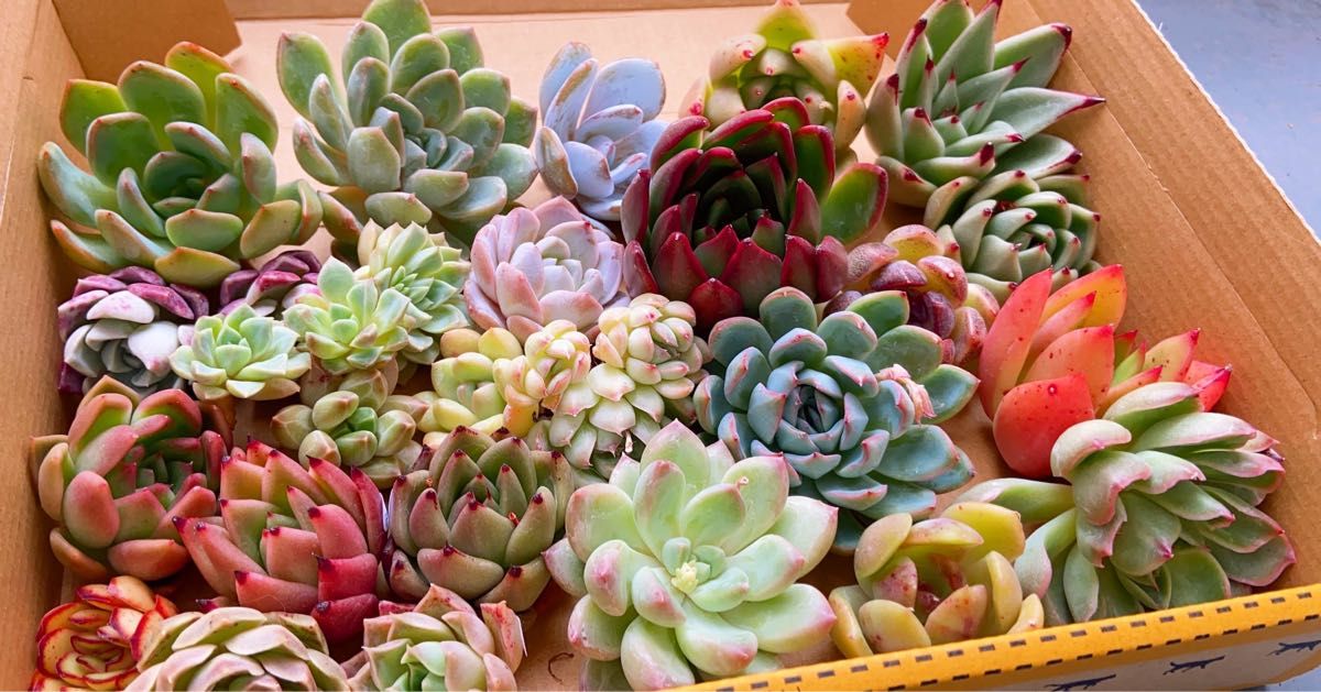 【ゲリラ販売】多肉植物 25苗セット 新品種・交配種のみ