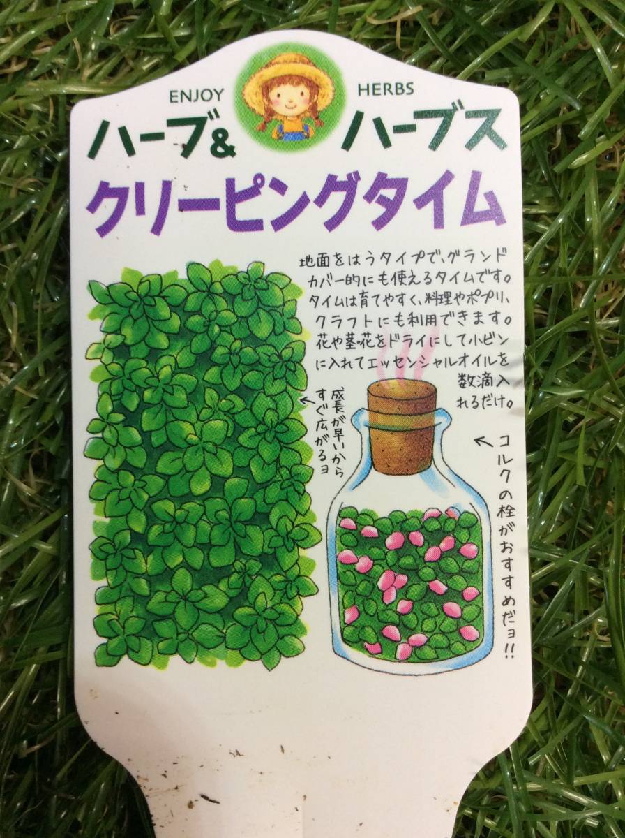 花、園芸 鉢植え その他 | affabletreatments.co.uk