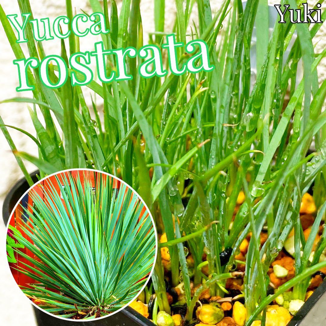 ユッカ・ロストラータ　抜き苗(小)×3本[耐寒性ユッカ]Yucca　rostrata　naked　seedlings