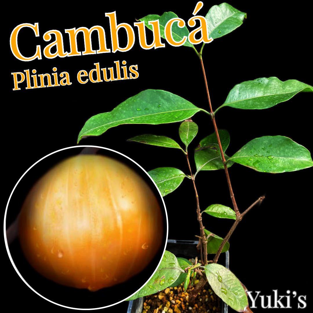 希少プリニア】カンブカ 苗 Plinia edulis Cambuca プリニア