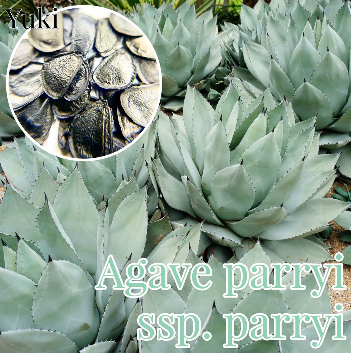 [2023年3月入荷]アガベ・パリー 種子 ×10 Agave parryi subsp. parryiの画像1