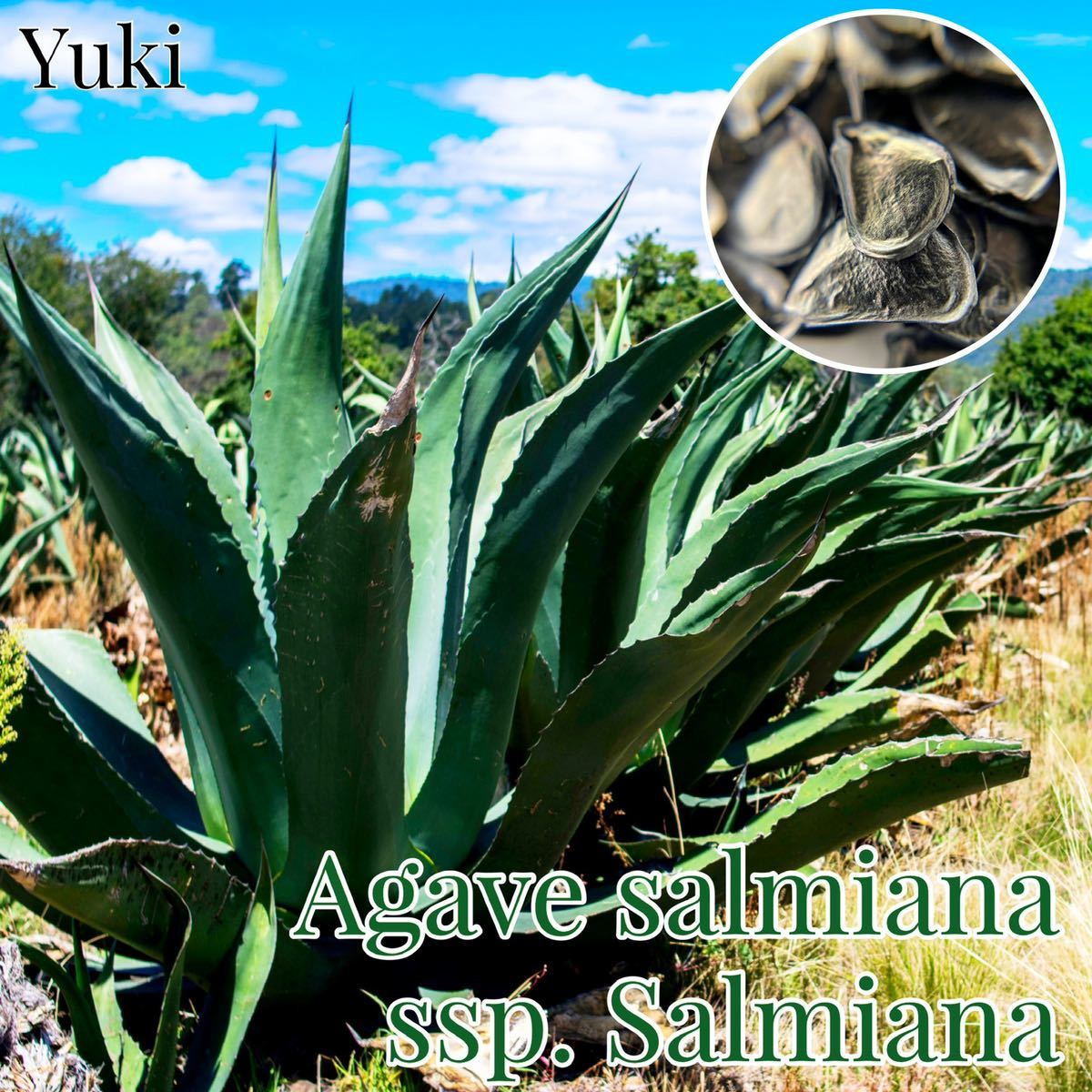 [2023年3月入荷]アガベ・サルミアナ 種子 ×20 Agave salmiana subsp. salmianaの画像1