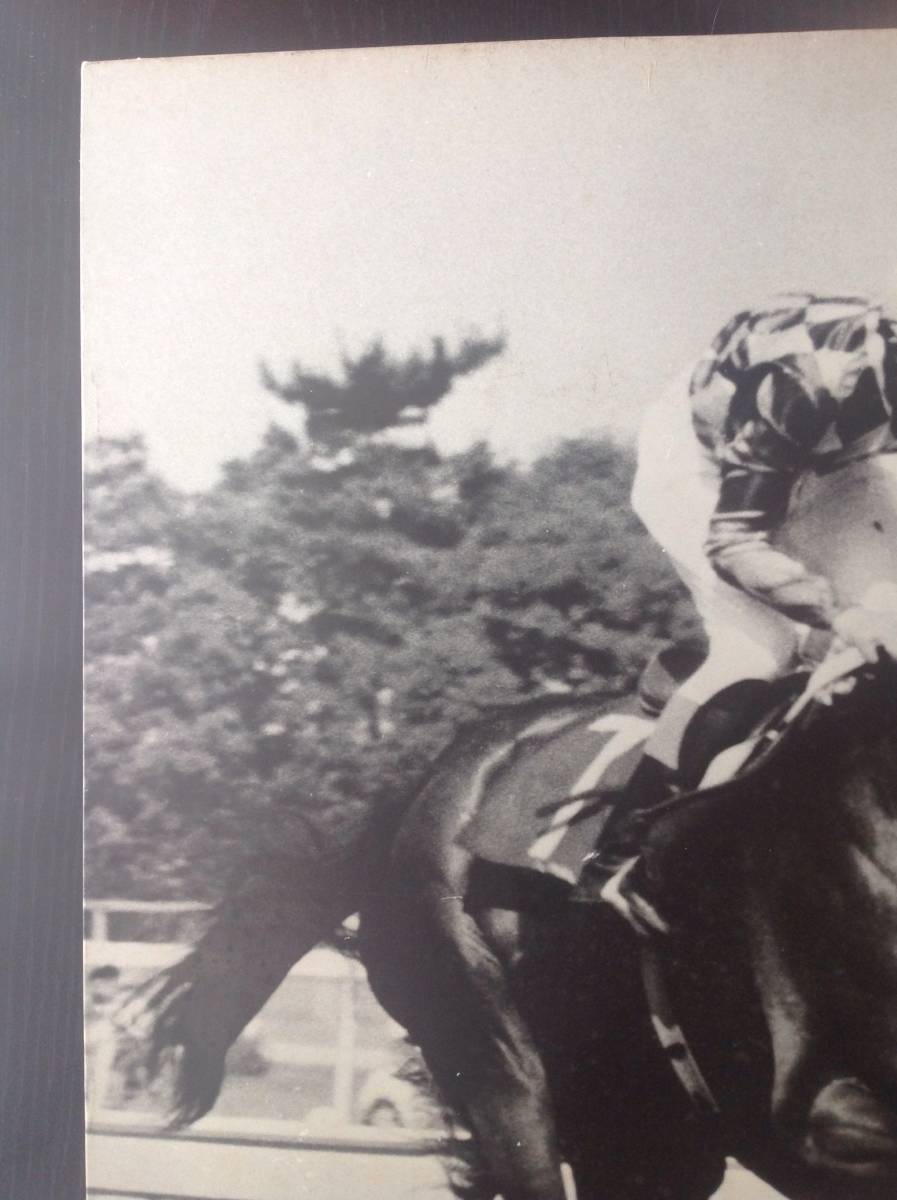 競馬パネル：トウショウボーイ「1977年第7回高松宮杯」※白黒直線_画像2