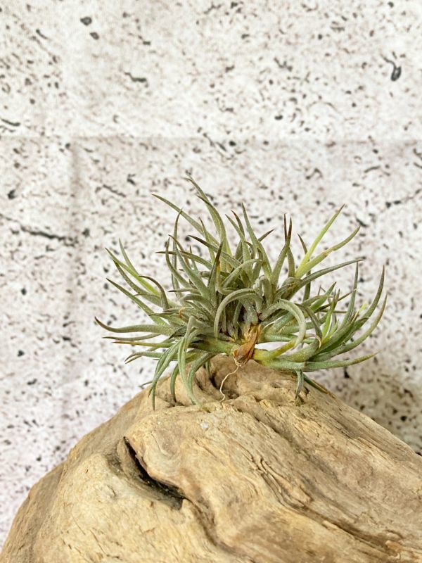 【Frontier Plants】 チランジア・バンデンシス T. bandensis ブロメリア　エアプランツ_画像1