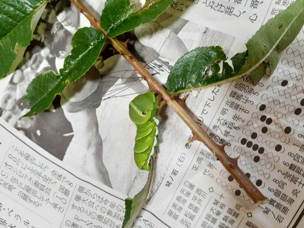 アゲハ幼虫の餌　天然　カラスザンショウ　幼木、若木　新鮮　枝付き葉っぱ　100枚