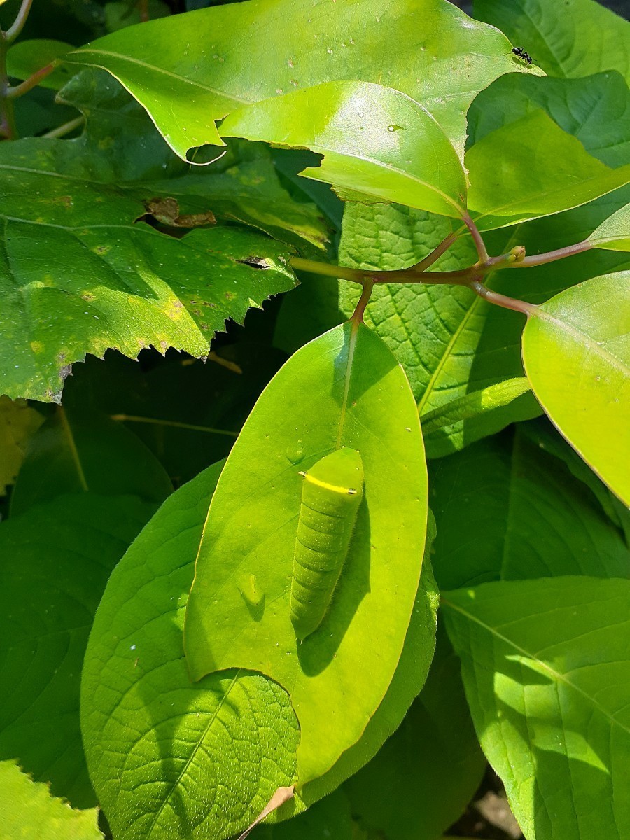 アオスジアゲハ幼虫の餌 天然 クスノキ科 タブノキ 枝付き葉っぱ