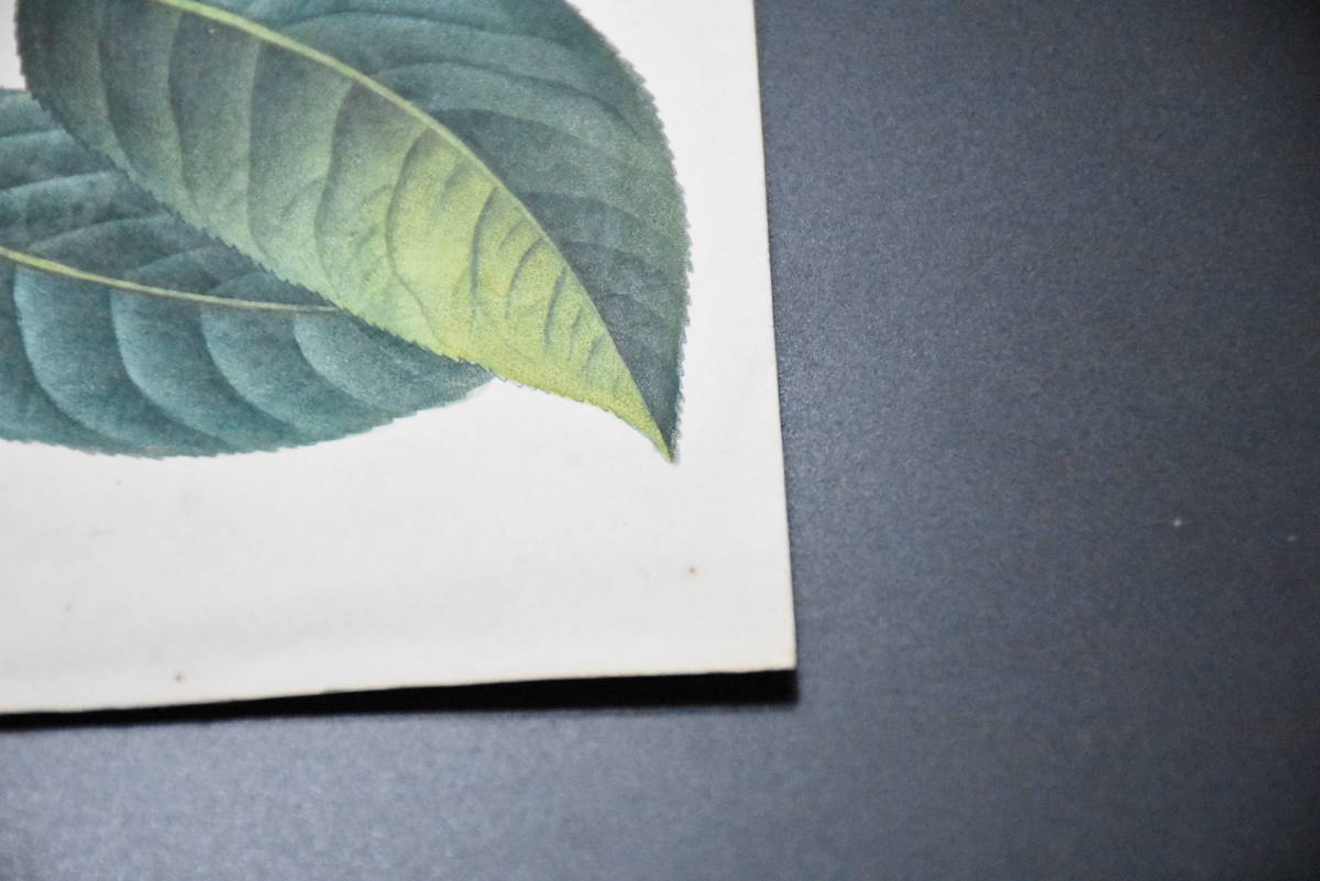 フランスアンティーク 博物画 植物画『果物3※植物名記載なし』 多色刷り石版画　ボタニカルアート_画像6