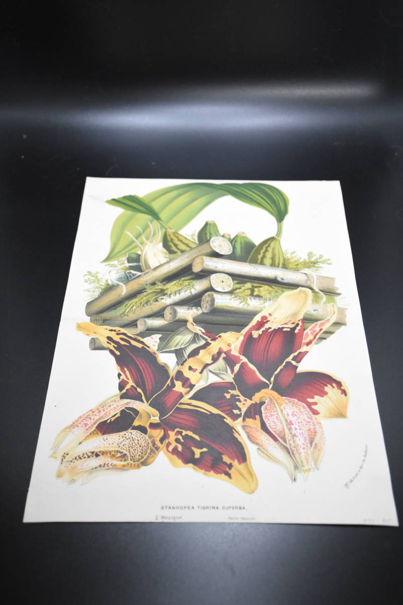 フランスアンティーク 博物画 植物画『STANHOPEA TIGRINA SUPERBA』 多色刷り石版画　ボタニカルアート_画像2