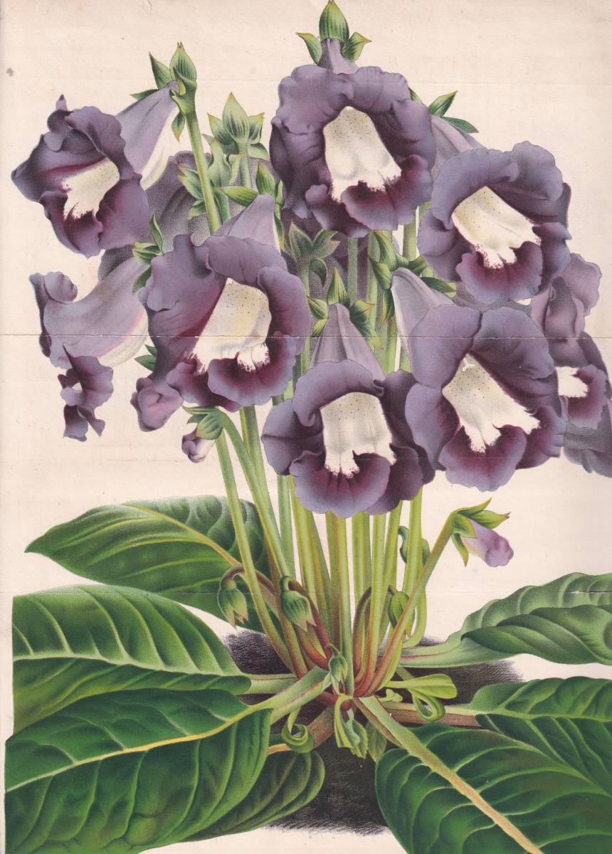 フランスアンティーク 博物画 植物画『GLOXINIA BPECIOSA』 多