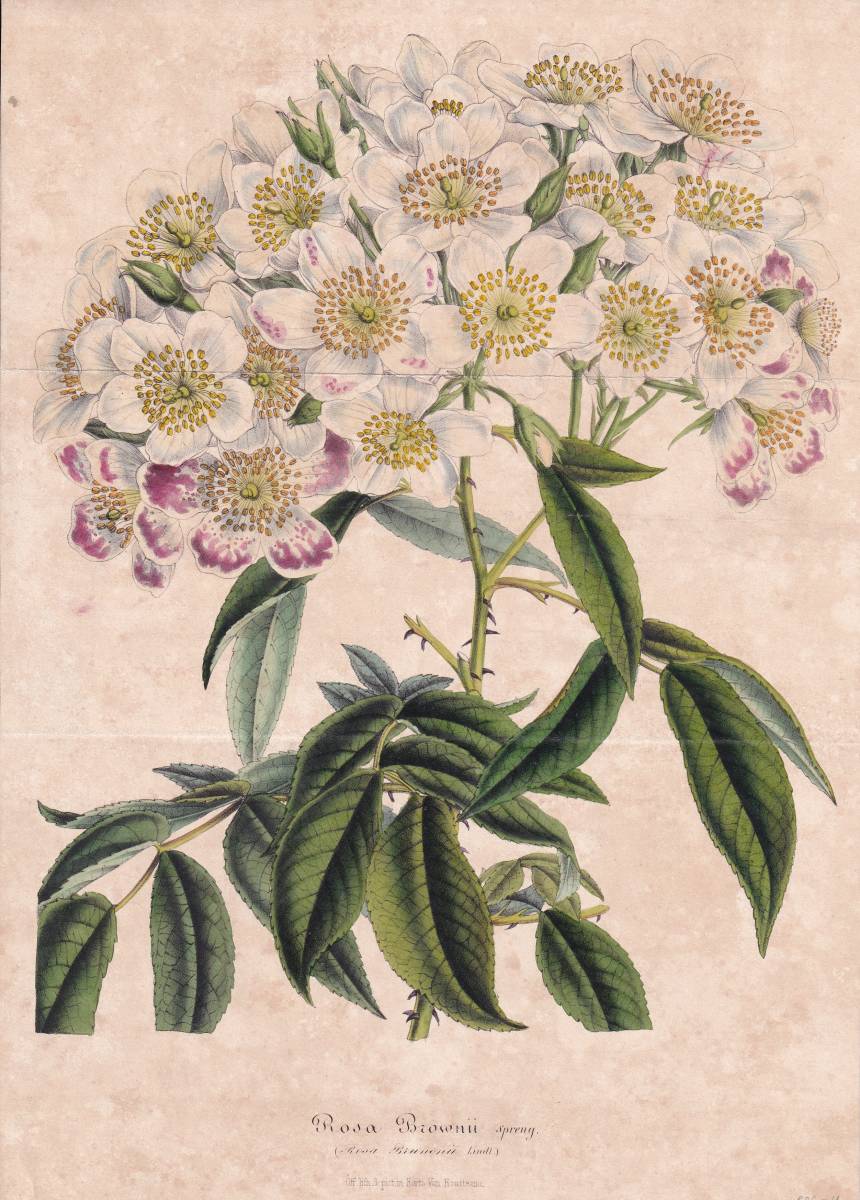 フランスアンティーク 博物画 植物画『Rosa Biownii』 多色刷り石版画　ボタニカルアート_画像1