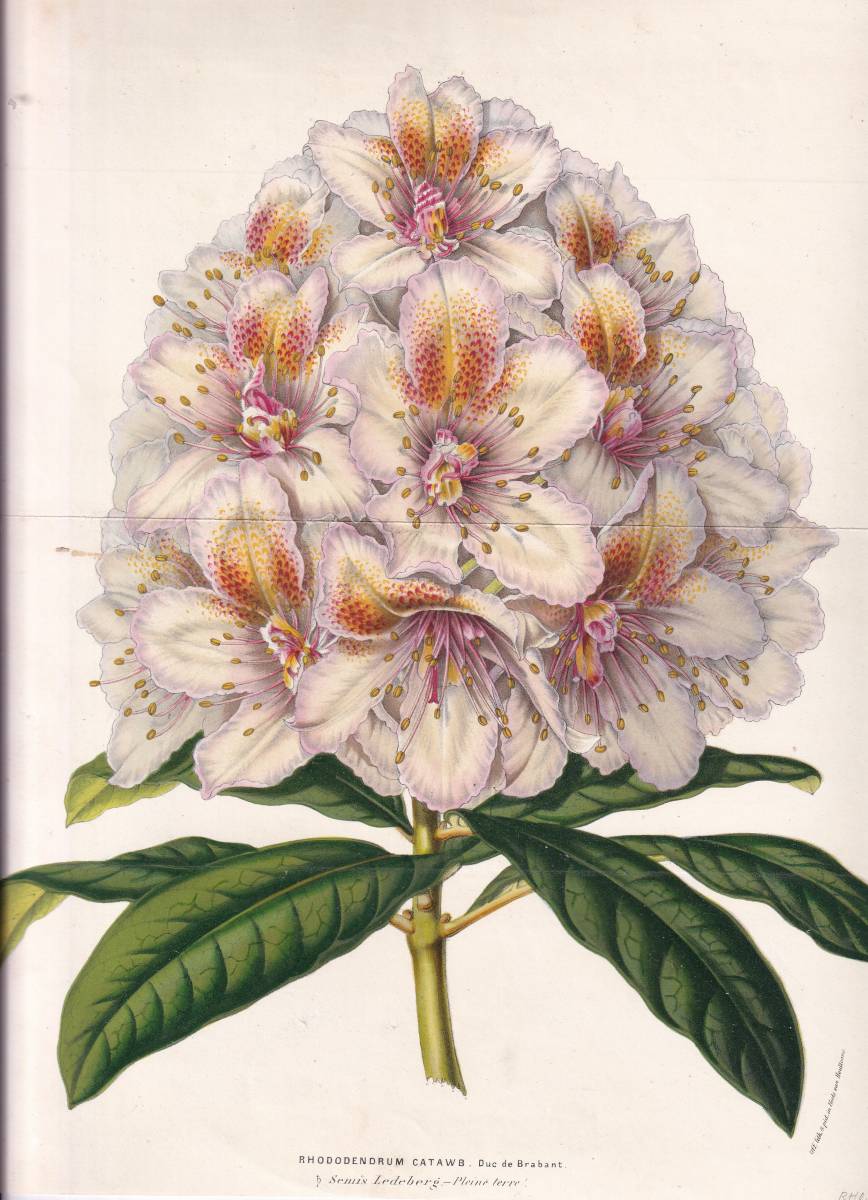 フランスアンティーク 博物画 植物画『RHODODENDRUM CATAWB』 多色刷り