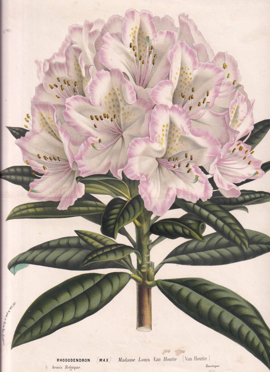 フランスアンティーク 博物画 植物画『RHODODENDRON』 多色刷り石版画　ボタニカルアート_画像1