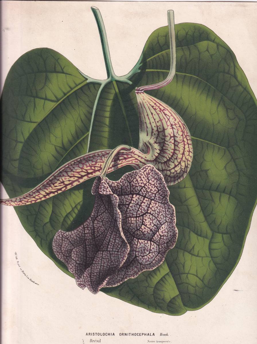 フランスアンティーク 博物画 植物画『ARISTOLOCHIA ORNTIHOCEPHALA』 多色刷り石版画　ボタニカルアート