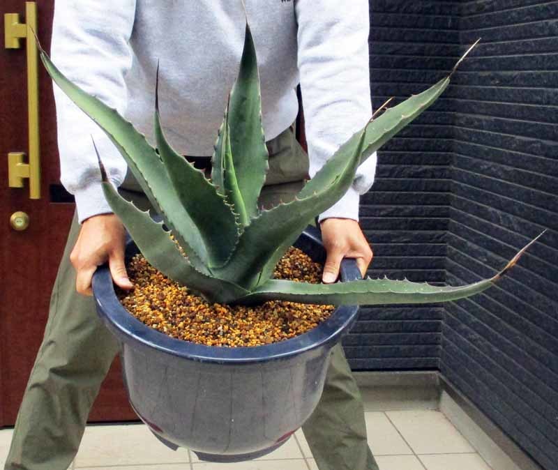 【現品】アガベ サルミアナ クラッシスピナ　Agave salmiana ssp.crassispina　１３号　ｃ３５_画像1