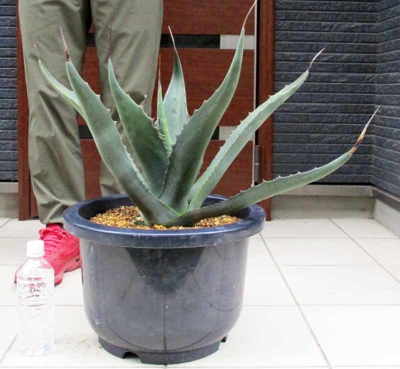 【現品】アガベ サルミアナ クラッシスピナ　Agave salmiana ssp.crassispina　１３号　ｃ３５_画像2