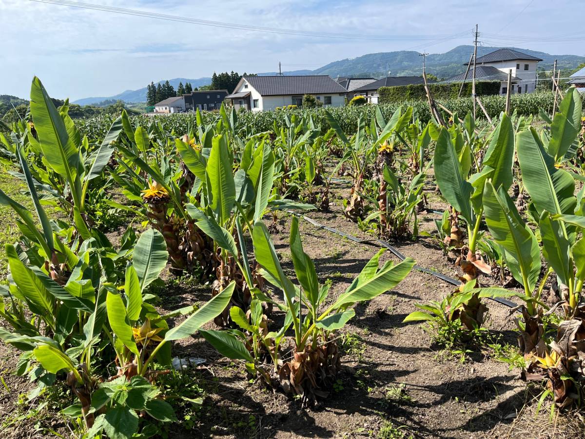 珍花】地湧金蓮開花苗１本チユウキンレン耐寒バナナ④－日本代購代Bid