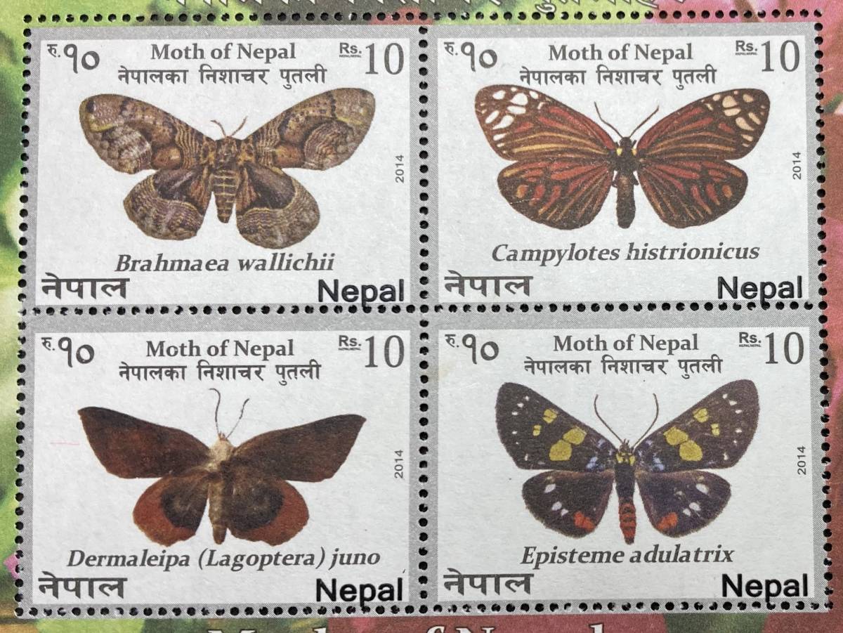 ネパール 2014年発行 蛾 昆虫 切手 未使用 NH_画像2