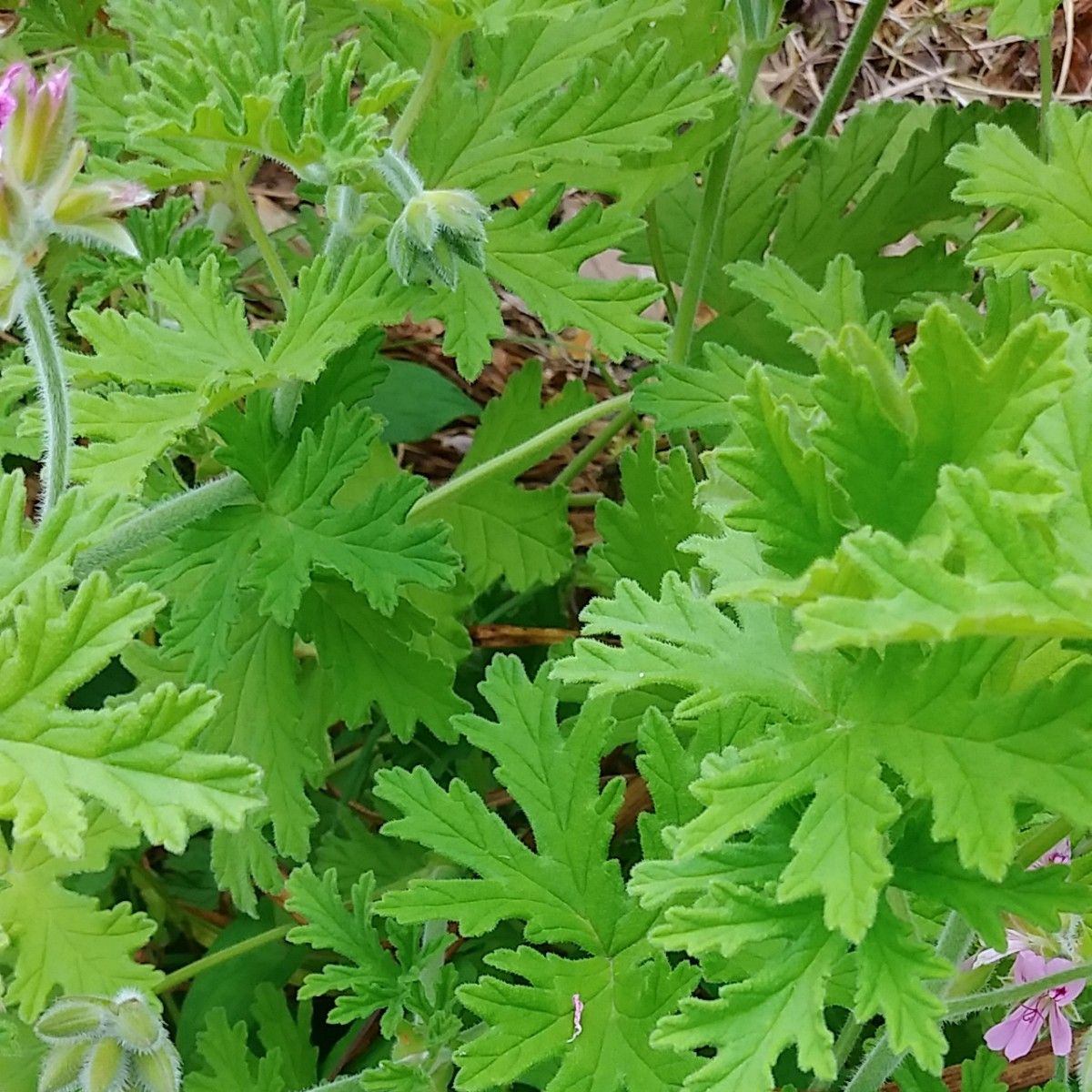 蚊除け草 ローズゼラニウム 挿し穂6本 | www.scoutlier.com